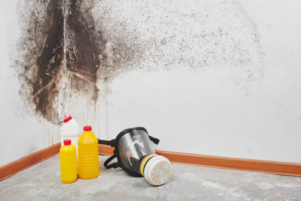 Best Mold Damage Repair  in Glen Rock, NJ