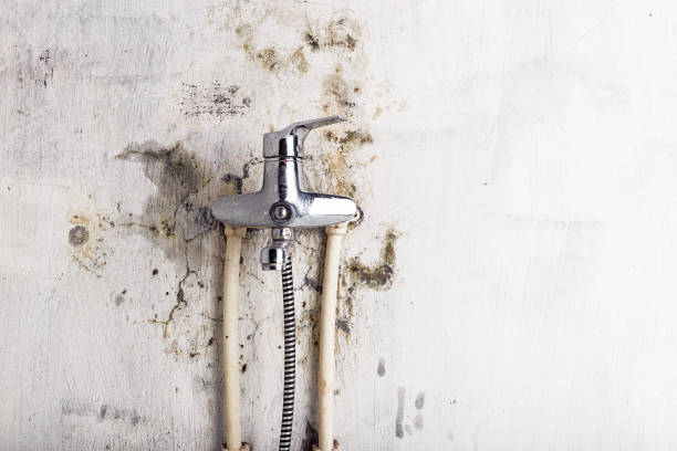 Best Best Mold Removal Companies  in Glen Rock, NJ