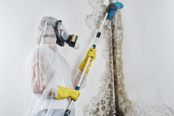 Best Attic Mold Removal  in Glen Rock, NJ