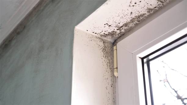 Best Black Mold Removal  in Glen Rock, NJ