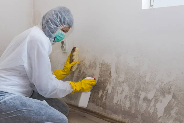 Trusted Glen Rock, NJ Mold Removal Experts