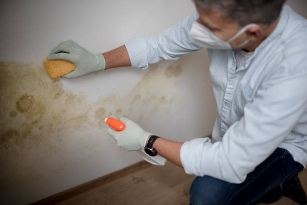 Best Attic Mold Removal  in Glen Rock, NJ