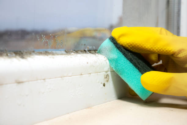 Best Office Mold Removal Services  in Glen Rock, NJ