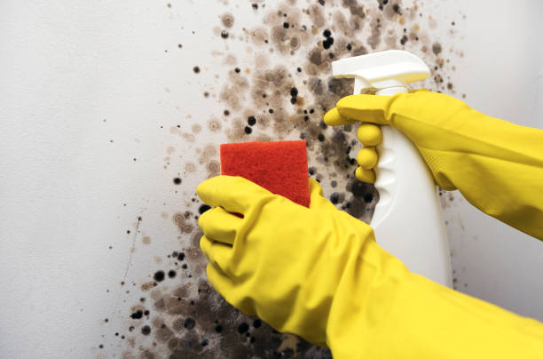 Best Certified Mold Removal  in Glen Rock, NJ