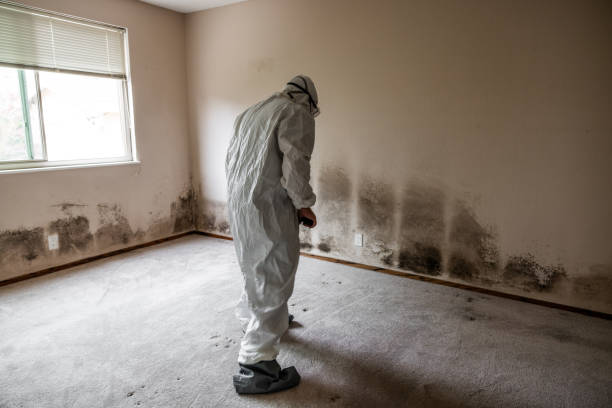 Best Residential Mold Removal  in Glen Rock, NJ