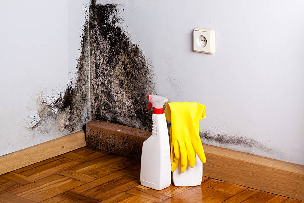 Best Attic Mold Removal  in Glen Rock, NJ