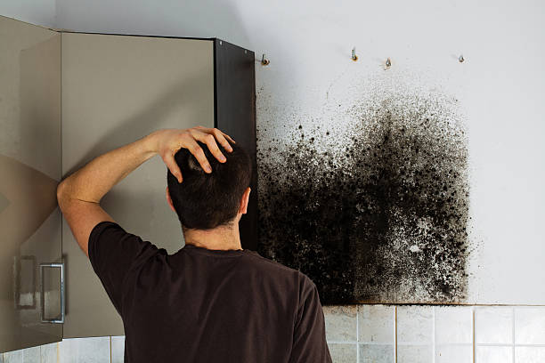 Best Mold Removal Near Me  in Glen Rock, NJ