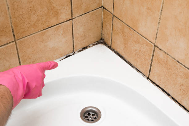 Best Commercial Mold Removal  in Glen Rock, NJ